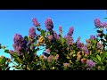 Bees in a Butterfly Bush