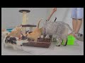 When Cats Are So Silly 🐱😆 Funny Animal Videos 😅🐈