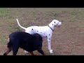 Dalmatian Harassment