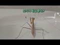 1 praying mantis, 1 spider VS 100 mosquitoes. The results are amazing!