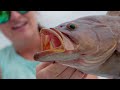 Florida's MOST Controversial Fish... Catch and Cook  (Red Snapper)