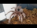 Grammostola rosea superworm feeding