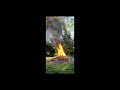 Burning the brush from a large tree   MUST WATCH TO THE END!!!