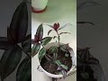 all about wandering Jew plant/hanging basket ke liye best plant#mansi ki hobby#