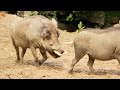 Farm animals, animal sounds: cow, chicken, pig, elephant, duck, cat sound