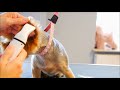 Test Paw Clipper from Amazon - Oneisall Dog Paw Clipper