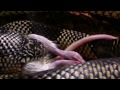 King Snake Eating a Mouse
