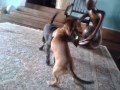 Ugandan Puppies Fighting