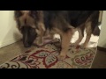 German Shepherd Eating RAW Chicken(DRUMSTICKS)