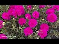 9O’clock , Portulaca  heavy flowering || दावस्रि आथिं खौ मा बादि रोजा बिबार खालामो