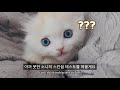 Which Part of the Kitten can I touch?│Cat Physical Touch Test