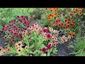 Aunt Susan's Garden - July Garden Updates (Perennial AND Veggies)