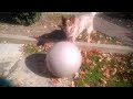 Nimbus playing with a fitness ball