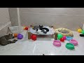 CLASSIC Dog and Cat Videos😻🤣🐶1 HOURS of FUNNY Clips