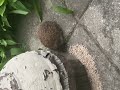 Reso Sync Hedgehog Animal Frequency Feeding