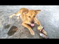 Daily life of a bully dog, Cute dog, Pets Dog, French Puppy Dog, Pet dogs, in the countryside,