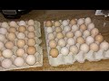 LATEST UPDATE EGGS READY FOR DELIVERY!