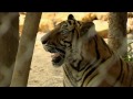 Cambodia: Beyond The Killing Fields [Part Four] - Tigers