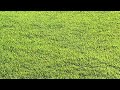 Zoysia Grass Seed Season 4 video 3.