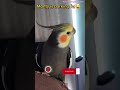 Monty The Naughty Cockatiel's weekly moments. ❤️❤️part 48❤️❤️ #monty #viral