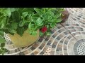 Baby  sun rose plant care  // Hardy  flowering succulent// propagation