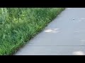 Snake on bike trail