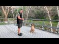 Dog Training | Solidifying the Heel Position
