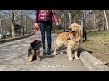 Watch My German Shepherd Speak His Own Unique Language