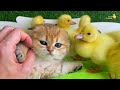 Funny ducklings, ducks, pig, kitten and dog