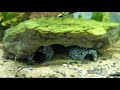 HOW TO: Use AQUA SOIL / Plant Substrate PROPERLY