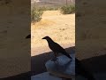 Baby Raven with Family in Arizona #birds #ravens
