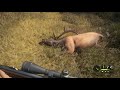 theHunter  Call of the Wild Gold Piebald Elk