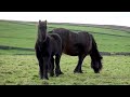 2 HOURS of AMAZING HORSES From Around the World | Relaxing Music and Stress Relief