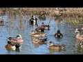 Wigeon Ducks Swimming On The Lake #wildlife #animallover #ducks