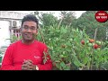 টমেটো চাষ করুন সারা বছর বাড়ির ছাদে; Grow of Tomato in all time at Rooftop Garden.