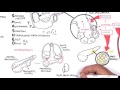 Acute Pancreatitis - Overview (signs and symptoms, pathophysiology, investigations, treatment)