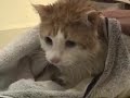 cat taking a bath