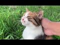 草っ原でのんびりしてる三毛ちゃん。Calico cat relaxing in the grass.