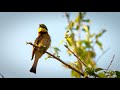 4K 10 bit color Amazing African Birds. Part 3 - African Wildlife Video - 3 HRS Beautiful Bird Sounds