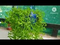 turtle vine plant care/hanging plant/how to grow and care for turtle vine