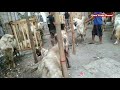 Jelang Idul Adha, Penjual Hewan Qurban Di Gresik Dibanjiri Pembeli.