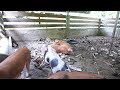 Piglets Relaxing Doing Nothing Really