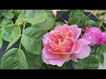 Top 5 Performing David Austin rose in my garden 2023