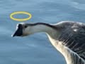 not so intimidating goose (audio)