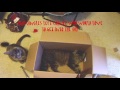 Funniest Cat Video Ever#4 The BoxPlaying Early In The Morning