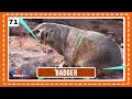 100 Animals of the World - Learning the Different Names and Sounds of the Animal Kingdom