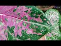 Caladium Plant Care| caladium plant grow and propagation