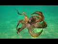 Ocean 4K - Beautiful Coral Reef Fish in Aquarium, Sea Animals for Relaxation (4K Video Ultra HD) #46