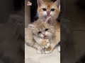 FUN CHALLENGE: Try NOT to laugh - Funny & cute pet and kids 🥰🙏