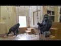 Gorilla Daughter Messes With SILVERBACK Dad Water Splash | The Shabani's Group